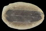 Macroneuropteris Fern Fossil (Pos/Neg) - Mazon Creek #104789-2
